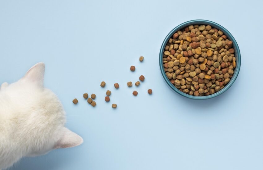 Some Toxic Food for Cats You Should Never Give Your Cat