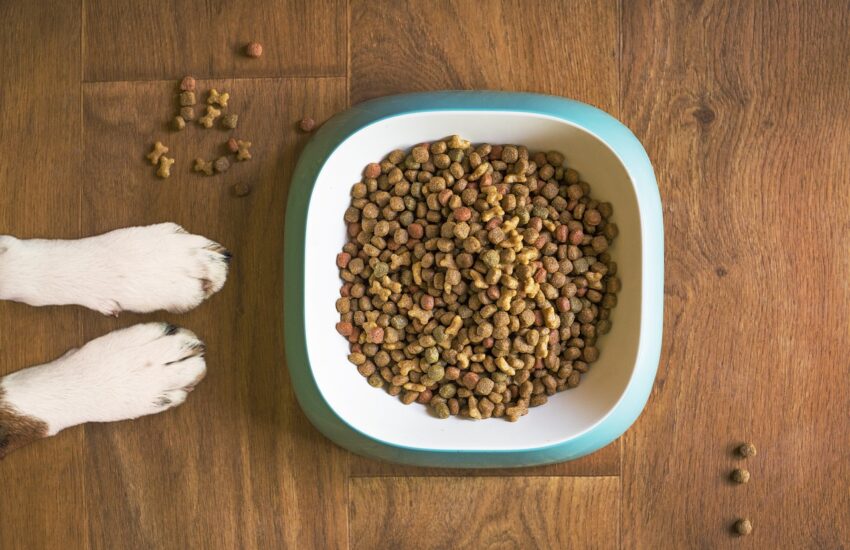 How To Choose The Best Soybean Meal for Pets