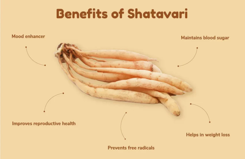 Shatavari - Overview, Benefits, Dosage & Side Effects